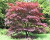 palmatum 'Atropurpureum'